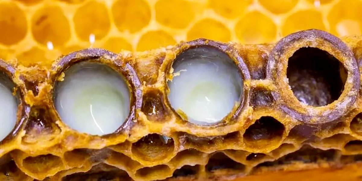 خرید قیمت ژل رویال اصل