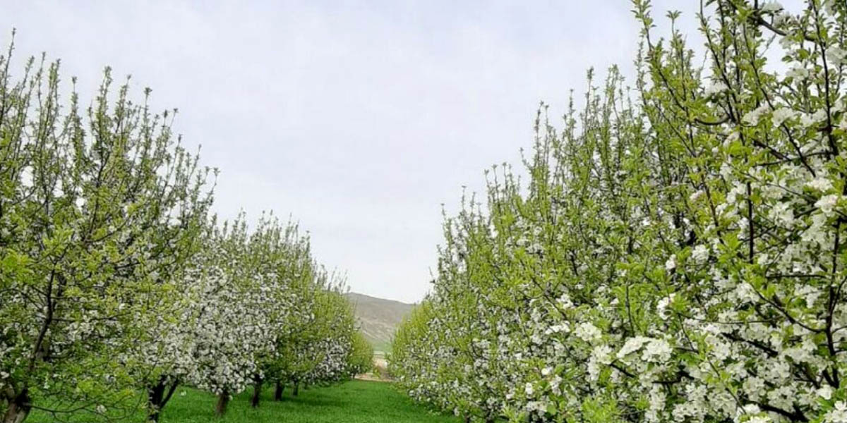 خرید عسل سیب بانوی عسل