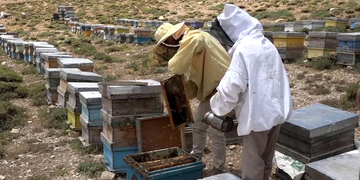 عسل کوهی 2 قیمت عسل کوهی اصل