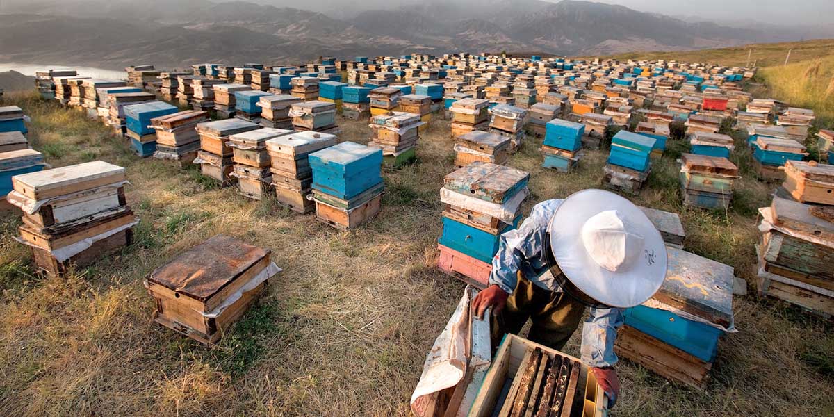 عسل کوهی 3 عسل کوهی 1کیلویی