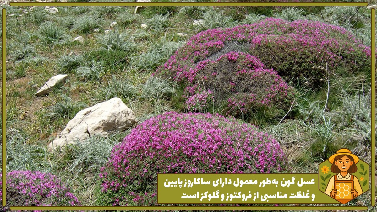 گیاه گون در کوه های سهند