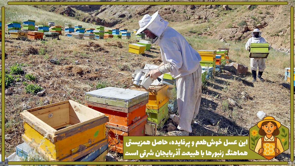 برداشت عسل گون