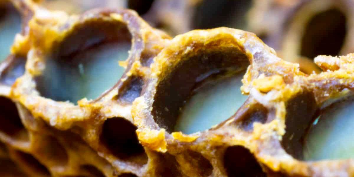 خواص ژل رویال برای زنان و 11 مورد مهم که نمیدانید! 4 زیبایی پوست و مو با ژل رویال