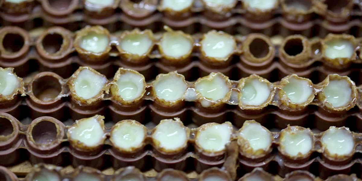 مضرات ژل رویال در بارداری؛ بررسی 5 مورد مهم 3 مضرات ژل رویال در بارداری